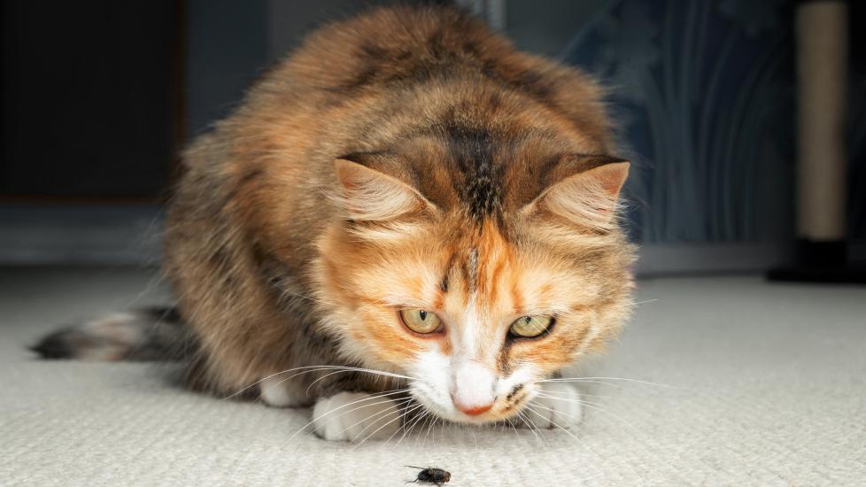 A longhaired calico cat watching a bug on the carpet.